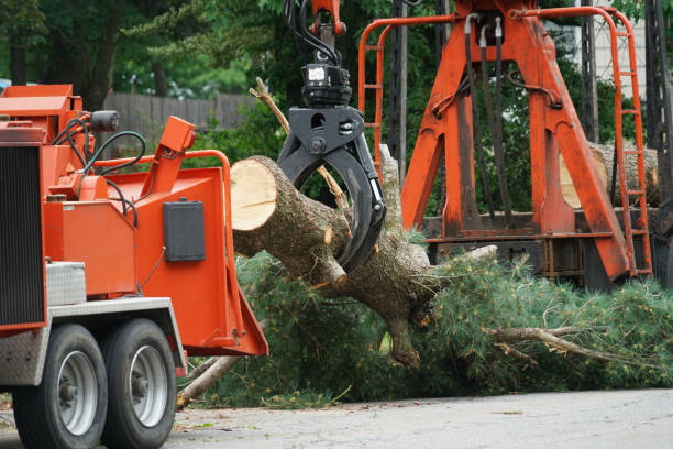 Professional Tree Removal in Shawneetown, IL